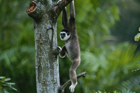 Quels animaux peut-on voir en Thaïlande?