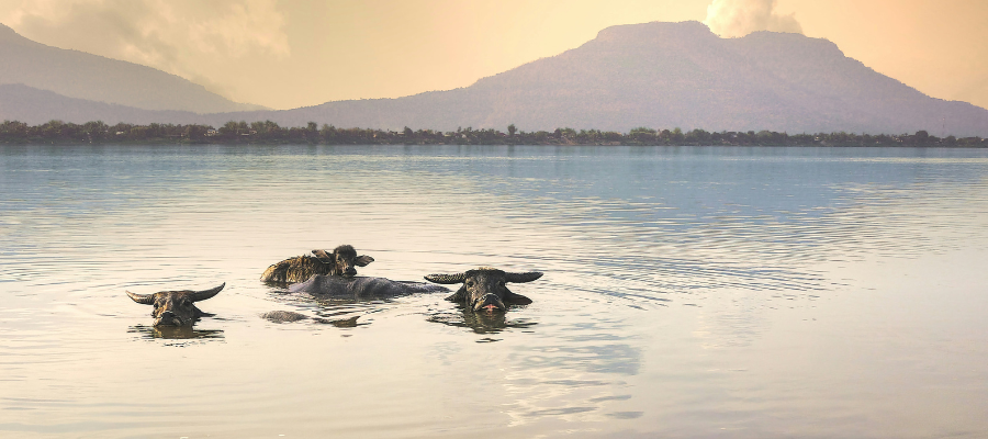 Buffle d’eau dans le Mékong au Laos