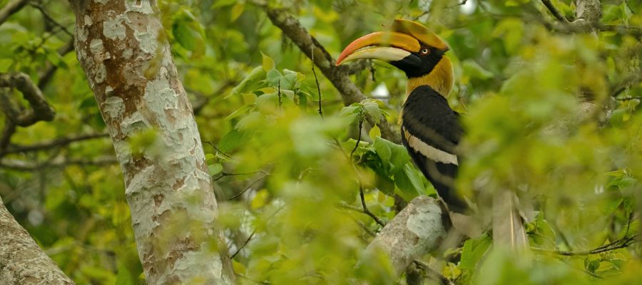Calao bicorne en Thaïlande