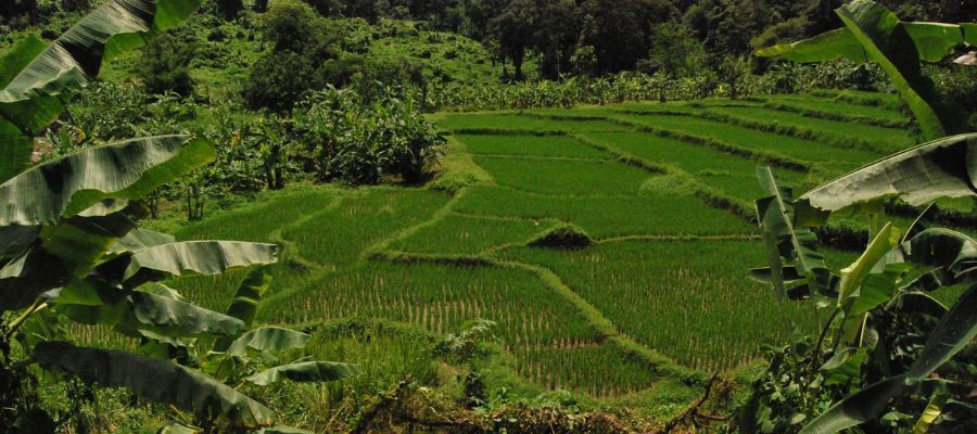 Plantations de thé et de café à Mae Kampong dans la province de Chiang Mai