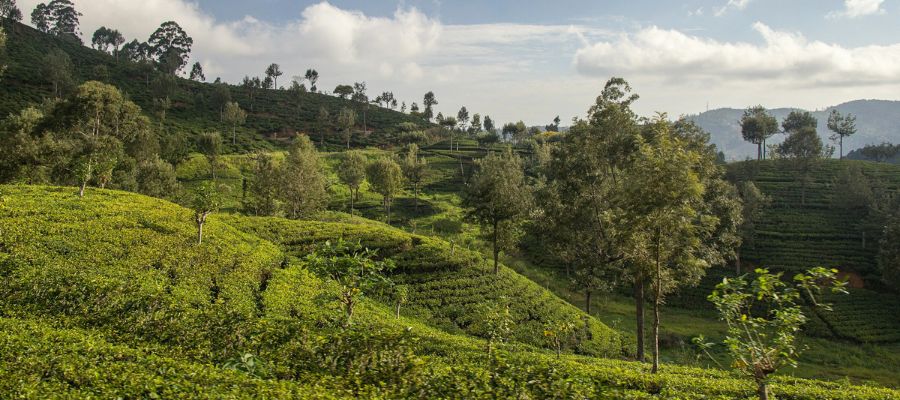 Les champs de th&eacute; &agrave; Ella, au Sri Lanka
