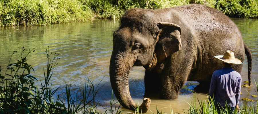 Un éléphant qui se baigne dans la rivière en Thaïlande