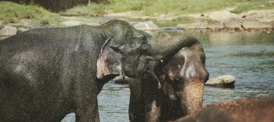 Elephants au Sri Lanka