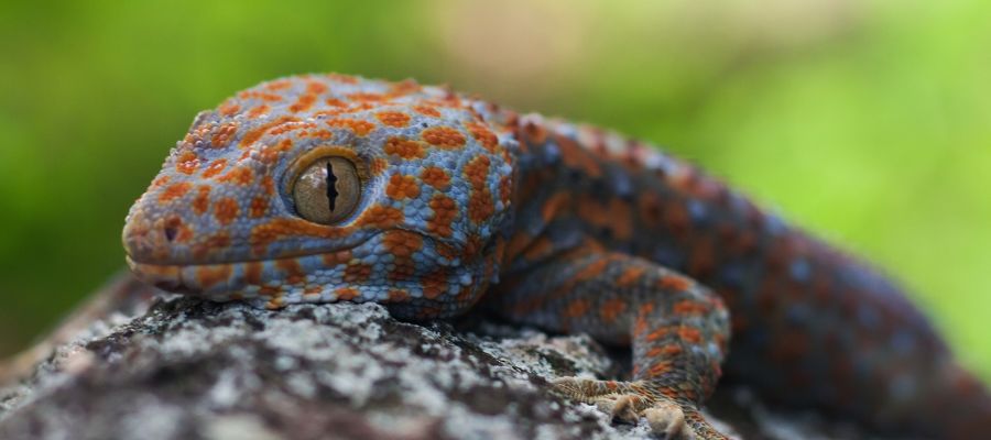 Un gecko tokay en Thaïlande