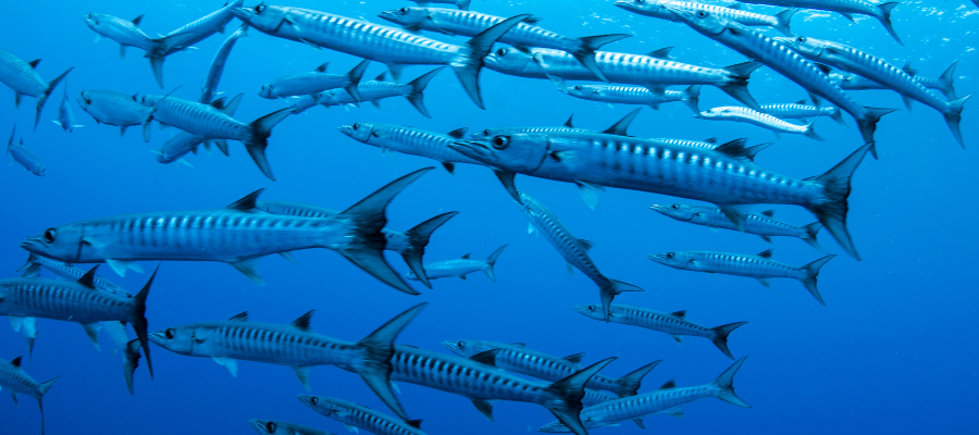 Poissons, plongée îles Sipadan Malaisie