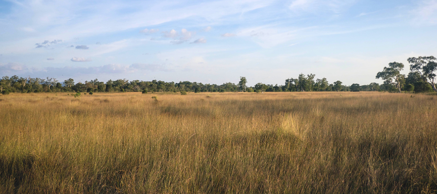 La savane à Koh Phra Thong en Thaïlande