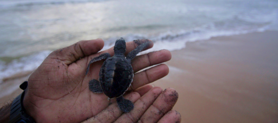 Petite tortue sur les plages de Kosgoda, au Sri Lanka