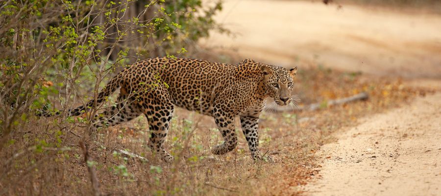Un leopard dans le parc de Wilpattu, au Sri-Lanka