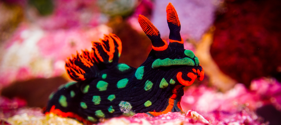 Nudibranche, plongée Komodo Indonésie