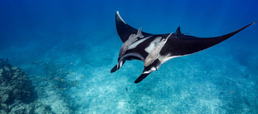 Raie Manta, plongée île Malapascua Philippines