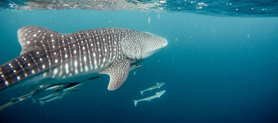 Plongée avec un requin baleine aux Îles Similan, en Thaïlande
