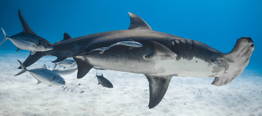 Requin marteau, plongée île Malapascua Philippines