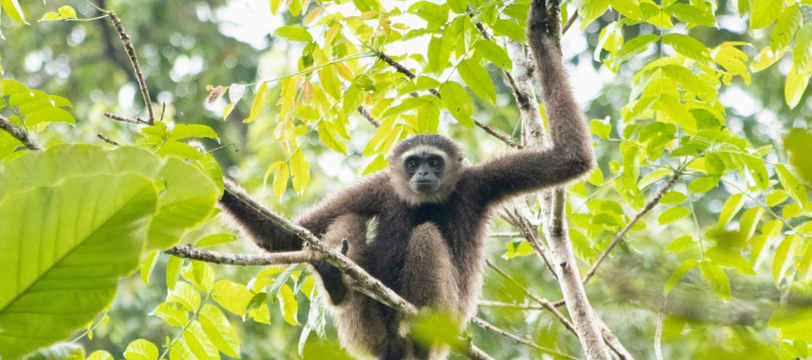 singe dans une jungle verdoyante et coupée du monde au coeur de khao sok