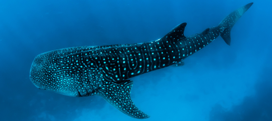 Rencontre avec un requin baleine lors d'une plongée aux iles Similan en Thaïlande.