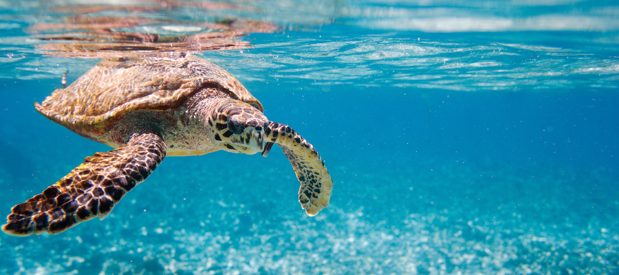 Rencontre avec une tortue imbrique lors d’une plongée sur l’île de Kho Tao en Thaïlande.