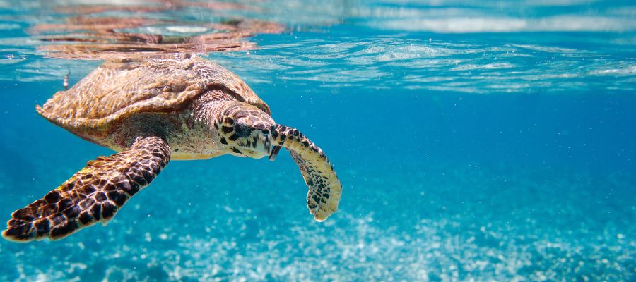Une tortue imbriquée nageant dans les eaux à Koh Tao, en Thaïlande