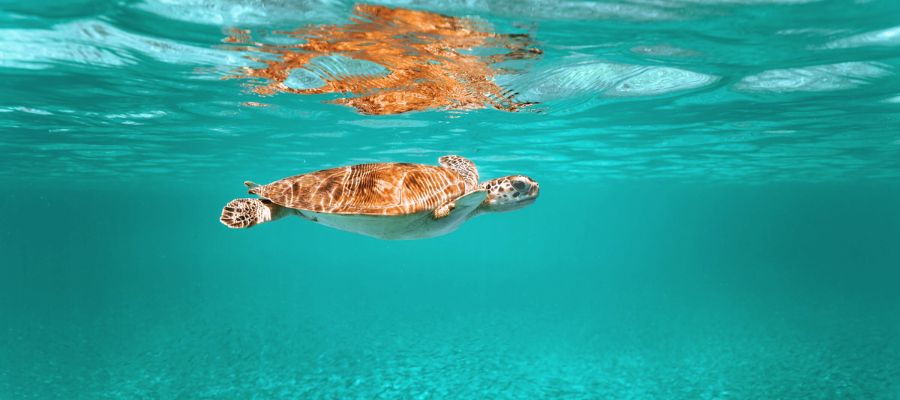 Tortue à Koh Tao en Thaïlande