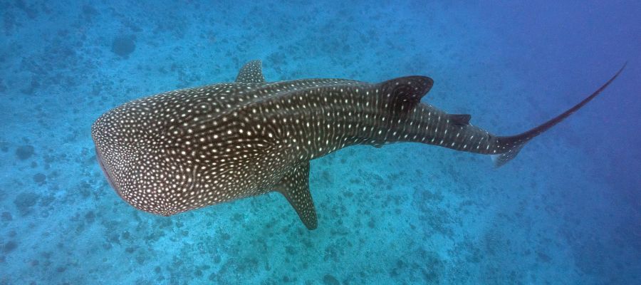 Un requin baleine dans les eaux des îles Similan en Thaïlande